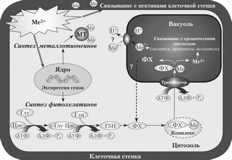 Адаптация грибов к тяжелым металлам