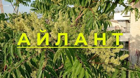 Айлант, самая легкая и тяжелая форма инертного металла