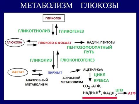 Активные метаболические процессы