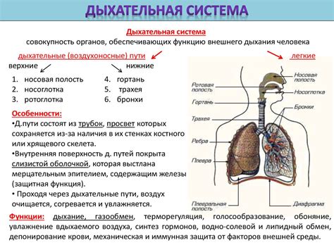 Анализ функции слизистой оболочки органов дыхания