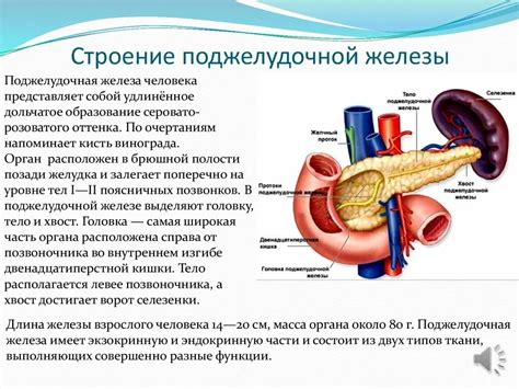 Анатомическое положение железы