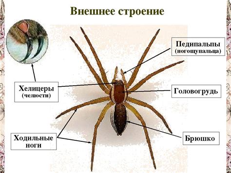 Анатомия и строение паука