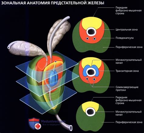 Анатомия предстательной железы