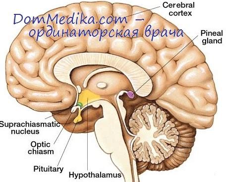 Анатомия шишковидной железы