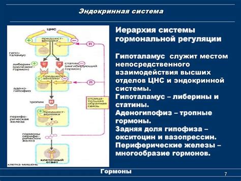 Антациды и их роль в регуляции гормональной активности паращитовидной железы