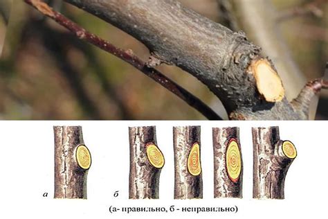 Апгрейды основных функций яблони в моде