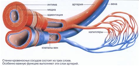 Артерия