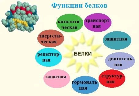 Белки: ключевые строительные элементы организма