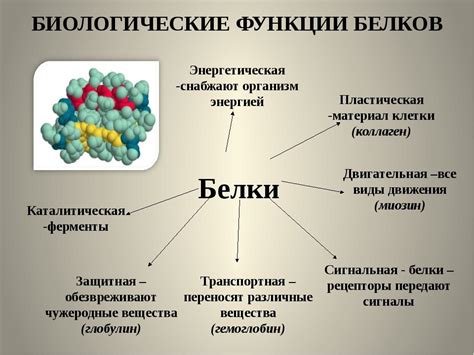 Белки: роль и функции в организме