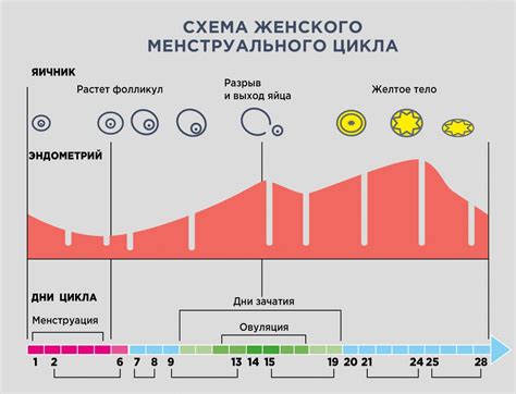 Беременность и менструация