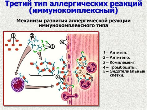 Биокомпатибельность и отсутствие аллергических реакций