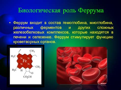 Биологическая роль Феррума