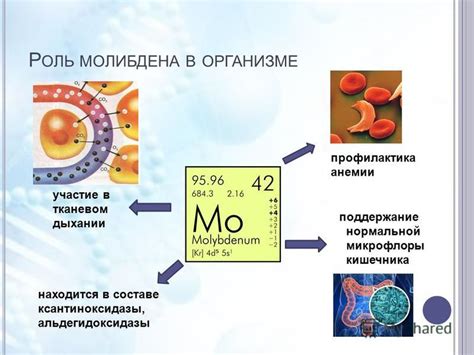 Биологическая роль молибдена