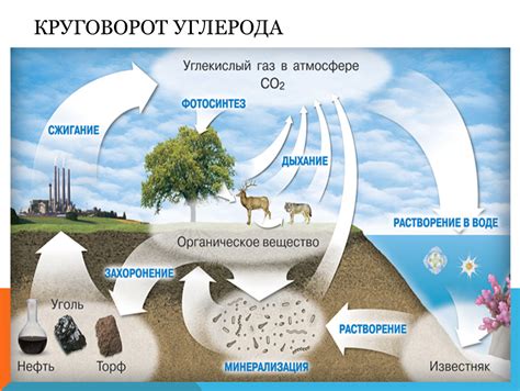 Биологический металл организма