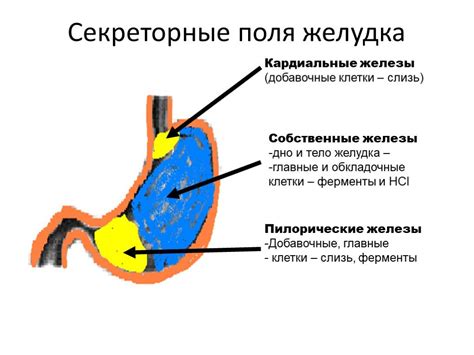 Биологическое значение желудочного сока