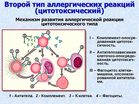 Биосовместимость и отсутствие аллергических реакций