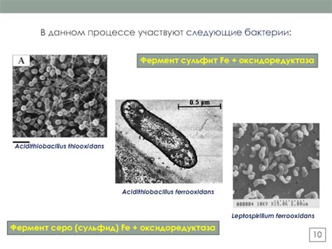 Биотехнология в процессе получения металлов: