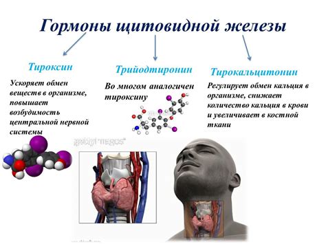 Важная роль гормонов в работе щитовидной железы