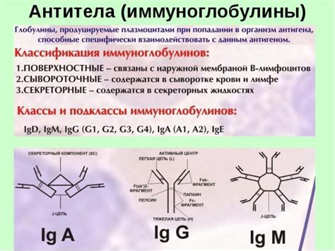 Важная функция: распознавание антител