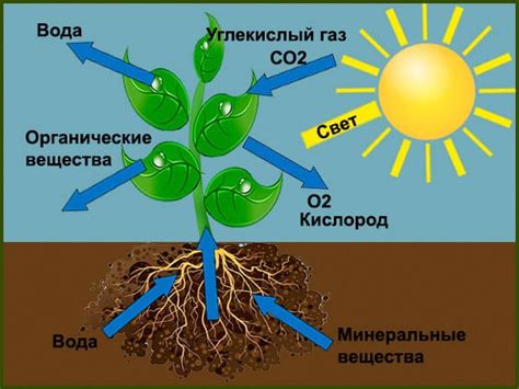 Важность натрия для жизни на планете: