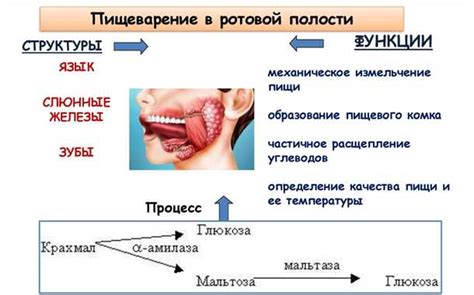 Важность слюны для пищеварительного процесса