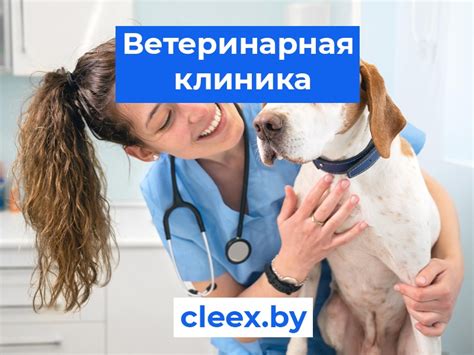 Ветеринарная клиника на Холмской - услуги и контакты