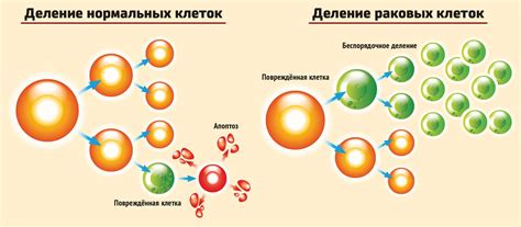 Взаимодействие вакцины и клеток организма