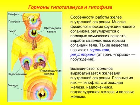 Взаимодействие желез внутренней секреции с другими органами