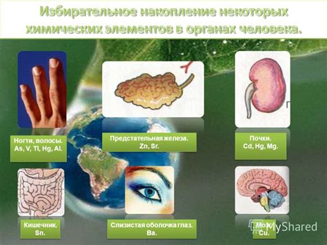 Взаимодействие металлов с организмом человека: изменения в здоровье