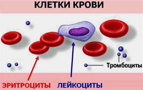 Взаимосвязь железа и тромбоцитов