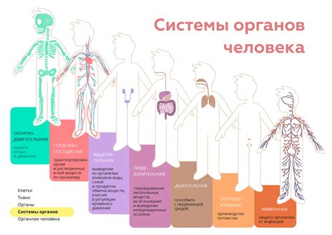 Взаимосвязь с заболеваниями различных систем организма