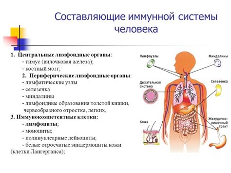 Взаимосвязь с иммунной системой