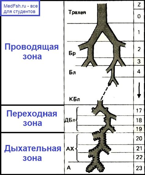 Взаимосвязь с физиологическими процессами