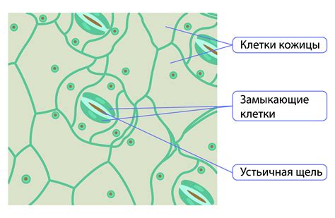 Взвешивание листа