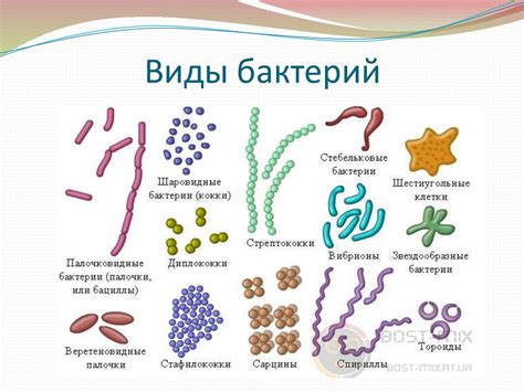 Виды бактерий, разрушающих металлы