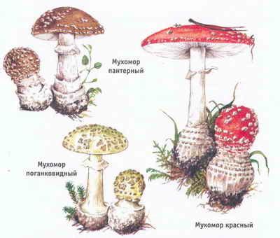 Виды мухоморов для коров