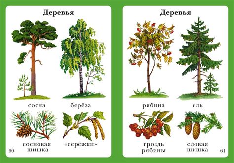 Виды орстов и их особенности