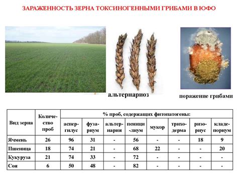 Вирусная зараженность модов