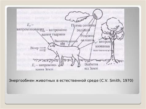 Влияние биомов на животных и мобов