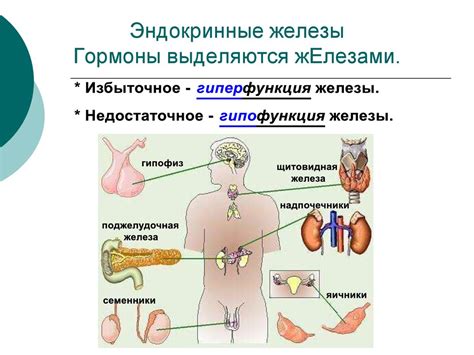 Влияние желез внутренней секреции на организм человека