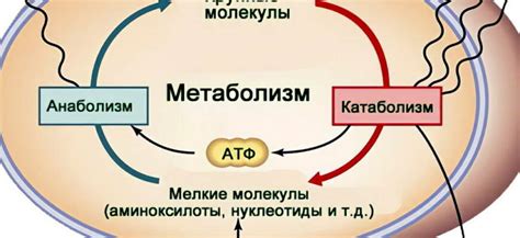 Влияние калия на клеточный метаболизм