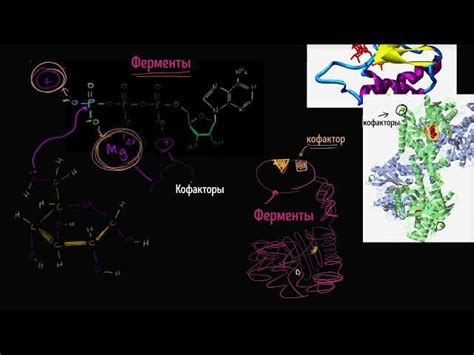 Влияние кофакторов ферментов