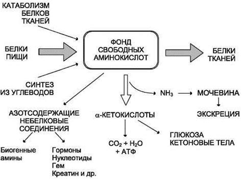 Влияние метаболических процессов