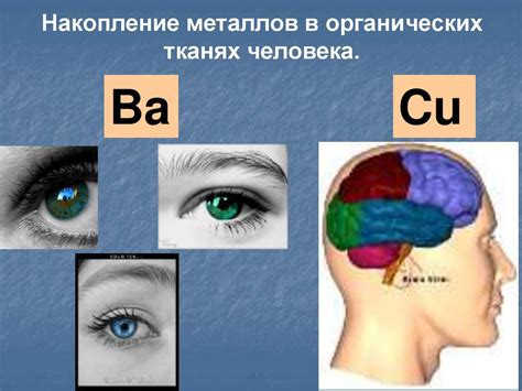 Влияние металлов на разные системы организма