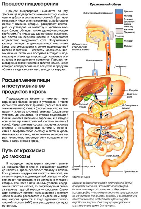 Влияние на пищеварительную систему животных