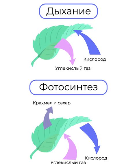 Влияние на фотосинтез и дыхание клеток