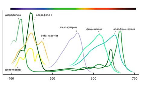 Влияние освещения на рост каткуса