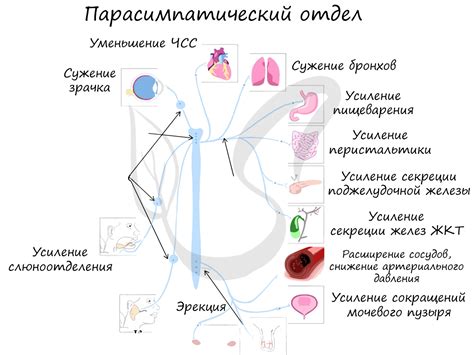 Влияние парасимпатической нервной системы