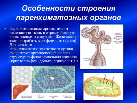 Влияние печеночного энзима на обработку пищи в организме