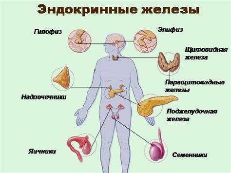 Влияние питания на эндокринные железы